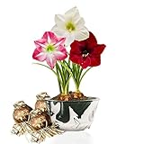 Amaryllis Zwiebel Budget Kollektion - 3 Blumenzwiebeln in Großformat 26/28 - Exklusive Zwiebeln - Echte Pflanzen aus Holland - Hippeastrum (keine Samen, Wachs und nicht künstlich)