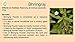 Herbs Botanica Bhringraj Powder Organic Eclipta Alba False Daisy Karisalankanni Bhringrajasava Powder Nourish Your Hair Naturally for Radiant Locks 5.3 oz / 150 gms