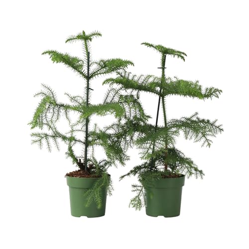 Plant in a Box - Araucaria Heterophylla - Set de 2 - Pin de Norfolk - Araucaria excelsa - Pin d'Intérieur - Pot 14cm - Hauteur 45-55cm