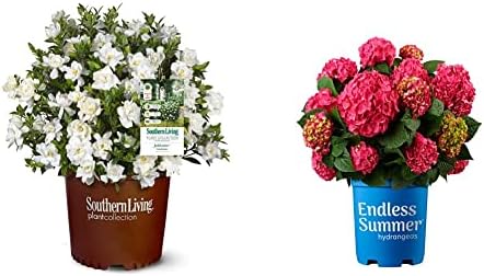 Southern Living Jublilation Gardenia, 2 Gal, Fragrant White Flowers & 2 Gal. Summer Crush Hydrangea Shrub