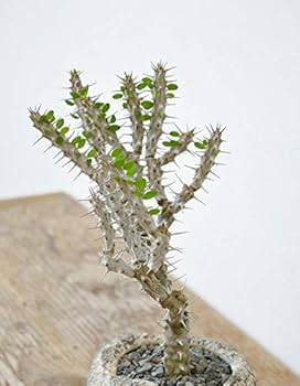 Amazon|観葉植物 本物 アローディア プロセラ 亜竜木 ビザール Amazon|観葉植物 本物 アローディア プロセラ 亜竜木 ビザール