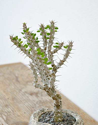 Amazon｜観葉植物 本物 アローディア プロセラ 亜竜木 ビザール