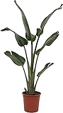 DECOALIVE Strelitzia Augusta Natural Palmera Baera Fácil de Cuidar en Casa