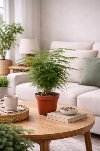 Asparagus setaceus Plumosus – Zierspargel ca. 35 cm – Luftreinigende Grünpflanze...