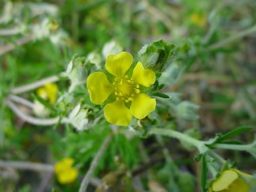 SILBER - FINGERKRAUT - POTENTILLA ARGENTEA 100+ SAMEN E 455