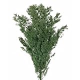 piante stabilizzate da esterno Ramo di MING FERN VERDE Stabilizzato - 60 cm - Peso 100 gr Il Ming Fern stabilizzato è un mazzo di rami caratterizzato da tantissime foglie aghiformi e perenni. La pianta, conosciuta con il nome scientifico di Asparagus macowanii, è ideale per le tue co