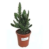 raquette cactus opuntia ficus indica Cultivo de 4 años. CACTUS NATURAL OPUNTIA MONACANTHA M17 45CM