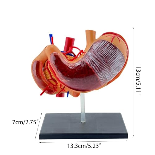 Modèle d'estomac en PVC interactif : outil scientifique d'anatomie humaine