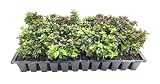 Abelia Chinensis Rose Creek - 40 Live Plants - Flowering Deer Resistant Butterfly Attracting Shrub