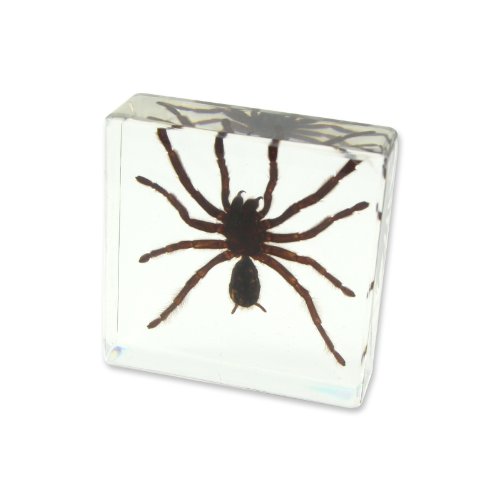 REALBUG Tarantular Paperweight (3 x 3 x 1 1/8