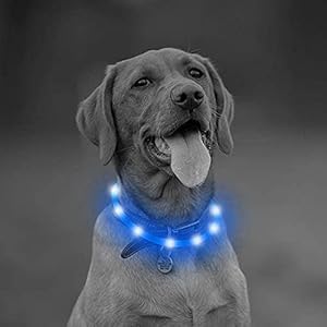 PetSol LED Halsband Extra heldere USB oplaadbare LED-halsband op maat gesneden Universele pasvorm Weerbestendig Eenvoudig schoon Verbetert zichtbaarheid en veiligheid voor uw hond (Blauw)