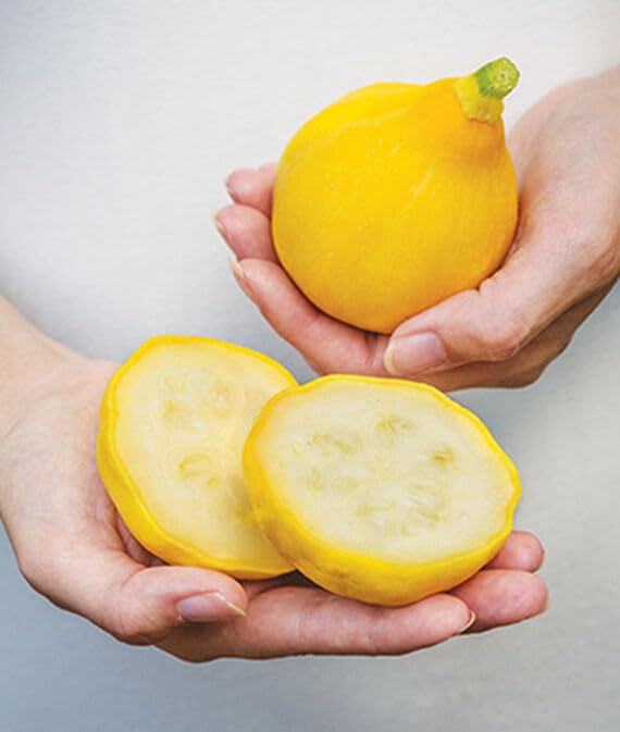 Qualtivate Squash, Waltham Butternut Organic-(50 Seeds)-image-34