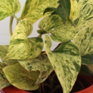 Plantsworld Money Plant Marble Live Plant (B07561M53N) Amazon Price History, Amazon Price Tracker
