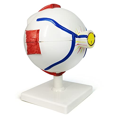 Image of NEW HORIZON 6X Enlarged Human Eye Anatomical Model - Accurate Anatomy for Science Classroom Study Display Teaching Medical Model