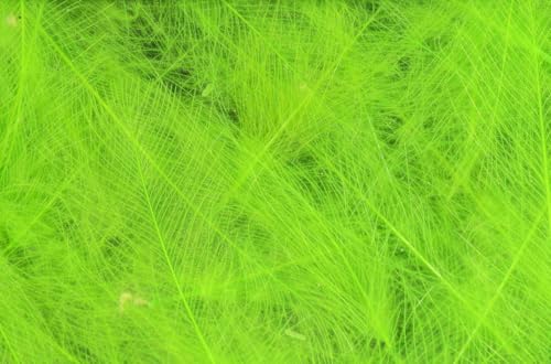 Hareline Fly Tying Cul de Canard (CDC) - Natural CDC Feathers for Fly Tying Dry Flies, Emergers & Comparaduns