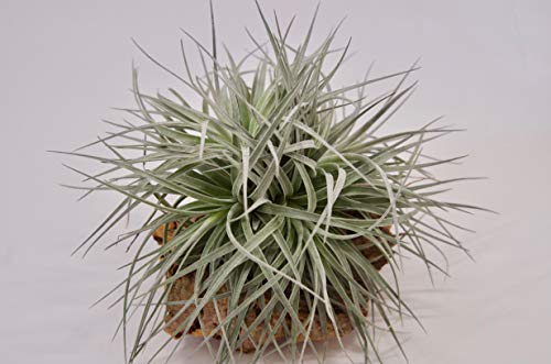 エアプランツおすすめ7選 育て方の基本やコスパ商品も ランク王