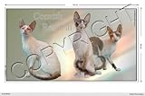 Pets-easy Autocollant Chat panoramique 36cm Cornish-Rex-Cat