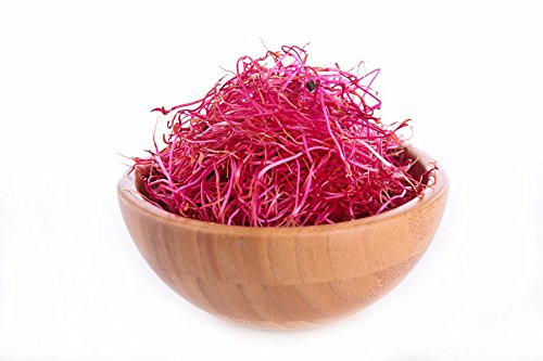 Sprouting Seeds - Red Mangold