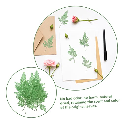 Hojas Secas Naturales 48 Pzs para Manualidades DIY miniatura 5