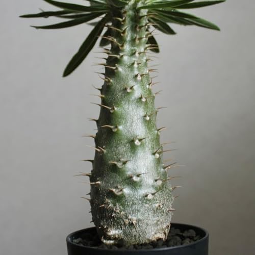 観葉植物 グラキリス パキポディウム 実生」の人気商品一覧・価格比較