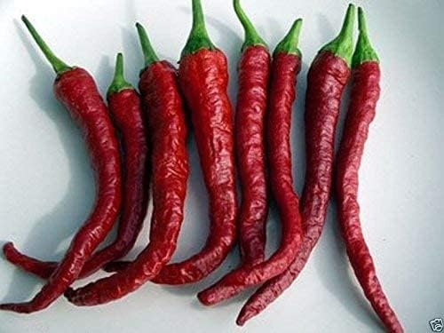 Kashmiri Chili Pepper | Chilli Seeds | Seeds Tested And Packed For Terrace and Home Gardening (Chilli) (200 Per Packet)-image-1