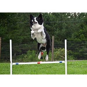 Dog Agility Bar Jump Exercise Hurdles Backyard Agility Equipment with Adjustable Bar and Dog Agility Jump Cups  Cucciolini Doodles Dog agility bar jump exercise hurdles backyard agility equipment with adjustable bar and dog agility jump cups   cucciolini doodles