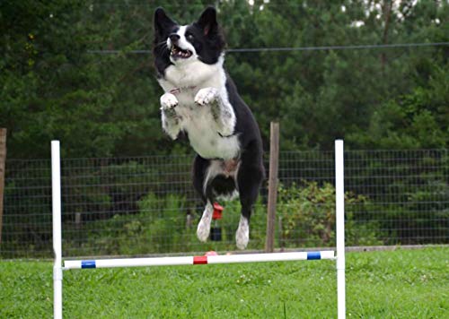 Dog Agility Bar Jump Exercise Hurdles Backyard Agility Equipment with Adjustable Bar and Dog Agility Jump Cups  Cucciolini Doodles Dog agility bar jump exercise hurdles backyard agility equipment with adjustable bar and dog agility jump cups   cucciolini doodles