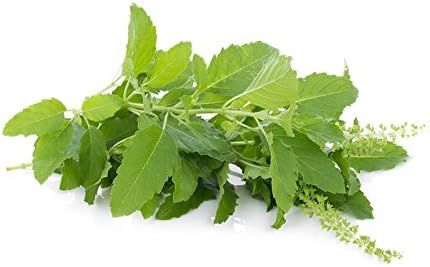 Holy Basil, Tulasi - 1250 Seeds