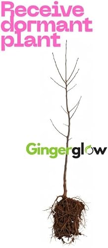 2 Burning Bushes Tree for Planting | 8-12\" Rooted Cuttings | Hardy Fire Bush Shrub Live Plant to Decorative Hedge