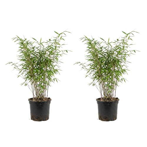 Bloomique – 2er-Set – Fargesia nitida 'Gansu' – Bambuspflanze – Nicht invasiv – Winterhart – Immergrün – Heckenpflanze – Gartenpflanzen – 50–70 cm hoch – Topf 17 cm