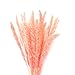 Produktbild SURUDI Trockenblumen Deko, Getrocknete Pampasgras, Boho Deko, 15 X Pampas Gras, Kein Geruch Trockenblumenstrauß, Natürliche Getrocknete Blumen, Wohnzimmer Lnnenfotografie Hochzeitsdekoration(Rosa)