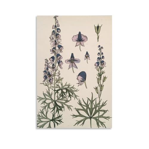 Estampes Botaniques Art Nouveau Aconit Maurice Pillard Verneuil Fleurs Violettes
