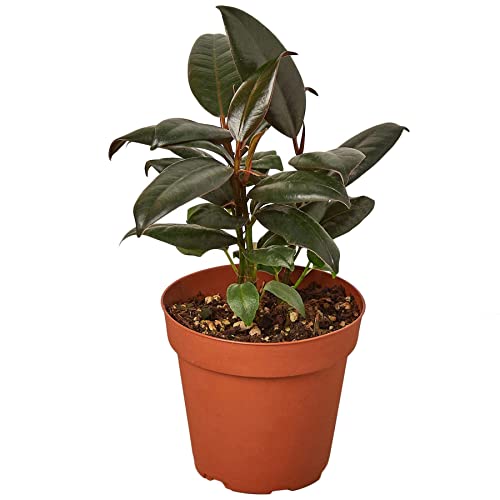 Ficus Elastica Burgundy Live Plant for Indoor | Different Houseplants