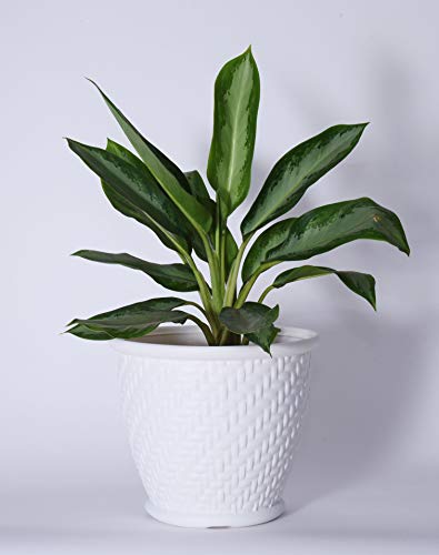 HINS 12 Inch Candy Pot Set of 10 For Indoor And Outdoor Gardening (White, 10) Gamla For Garden 12 Inch I 12 Inch Pots For Plants I Pots For Plants I Succulent Pot Empty I Plastic Tub For Gardening I Flower Pots For Garden Big Size 12 I Falawar Pot For Garden I Fiber Gamla I Plastic Pot I 12 Inch Pot I Flowwr Pot I Flowee Pots