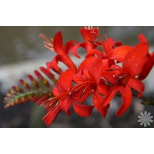 Crocosmia Lucifer, Montbretia Lucifer, Bright Red Flowers Along Slightly Arching Spikes 2n00da4