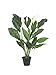 Produktbild EUROPALMS 82505662 Spathiphyllum Deluxe 83 cm, Mehrfarbig, Einheitsgröße
