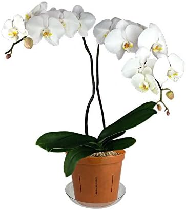 3" Slotted Clear Orchid Pots - 6 Pack (1, Copper Amber)