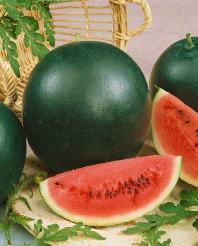 Aapkidukan Watermelon/Kalingad/Tarbuj Seeds - Kitchen Gardening Pack - Approx 60 Seeds (B082FPB1JM) Amazon Price History, Amazon Price Tracker