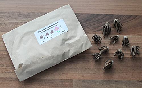 10 x Ranunculus Asiaticus Pink Summer Flowering Bulbs Persian Buttercup Aviv Cut Flowers Hardy Garden Perennial Corms Size 5/6