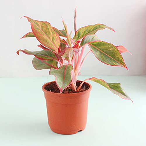 Aglaonema Lipstick Plant Air Purifying Indoor Home Decorative Plant-image-34