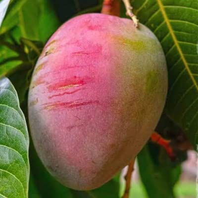 WinWood Sensation Mango Plant-Grafted Variant Plant. (B09TLDTLYP) Amazon Price History, Amazon Price Tracker