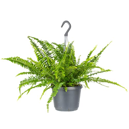 Bloomique - Nephrolepis Green Lady - Fougère de Boston - Plantes suspendues - Plantes d’intérieur - Dépolluante - Sans danger pour les animaux - Hauteur 30-40 cm - Pot suspendu 17 cm