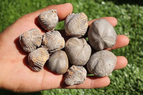 Image of Amazing Marine Fossil Collection: 4 Fossilized Sea Urchins and 6 Authentic Brachiopods, Perfect for Collectors and Natural Decor A168