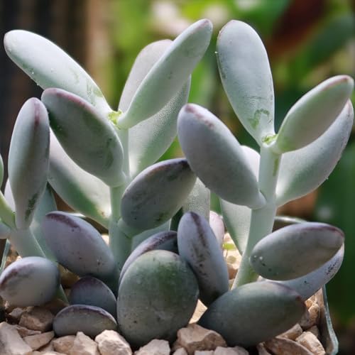Lady Fingers - Cotyledon orbiculata 'Oophylla'