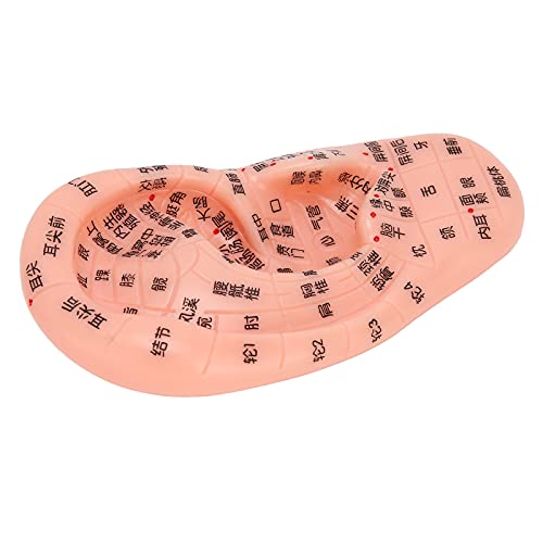 Modelo de acupuntura de oreja para masaje y aprendizaje de zonas reflejas 4
