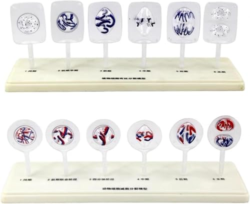 生物細胞モデル、動物および植物細胞の有糸分裂および減数分裂モデル、生物学教育補助機器教育用の 12 パーツ医療科学解剖細胞および有糸分裂モデル セット。