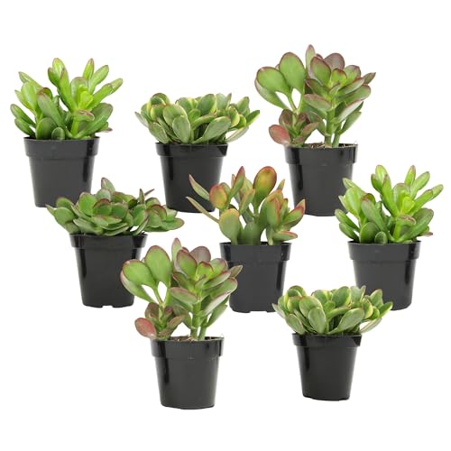 Altman Plants Live Jade Plant Collection (8PK) Classic Jade Plants in 2.5 Pots Mini Succulents Sunset Jade Live Succulents Crassula Ovata Variegated Live Plants & House Plants in Succulent Soil