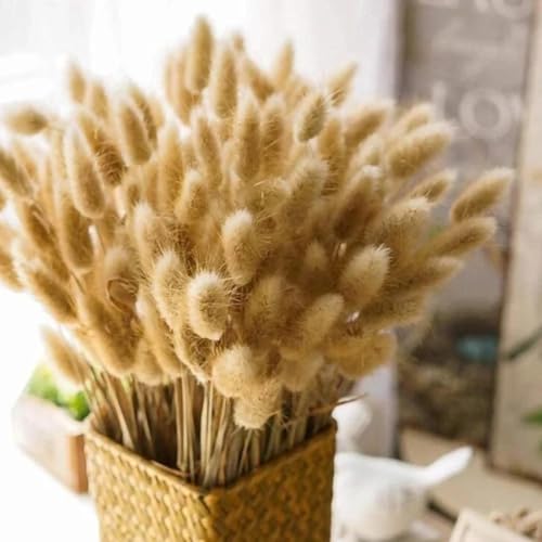 Pampas Grass Decor Tall 50Pcs 17.72 Inch Fluffy Bunny Rabbit Tail Grass miniatura 3