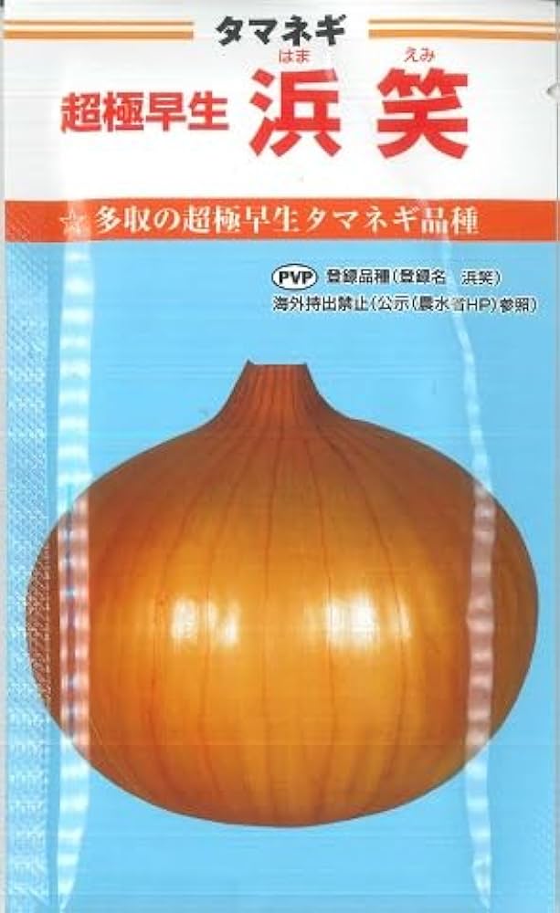 玉ねぎ苗【超極早生品種、浜笑1000本】【野菜苗】【玉葱苗】 浜笑