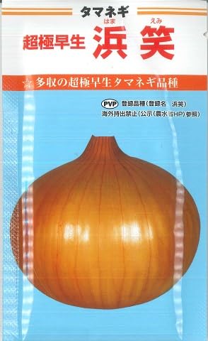 玉ねぎ苗【超極早生品種⭕️浜笑１１００本⭕️【野菜苗】【玉葱苗】 Amazon.co.jp: カネコ種苗 超極早生タマネギ 浜笑 種子 20ml